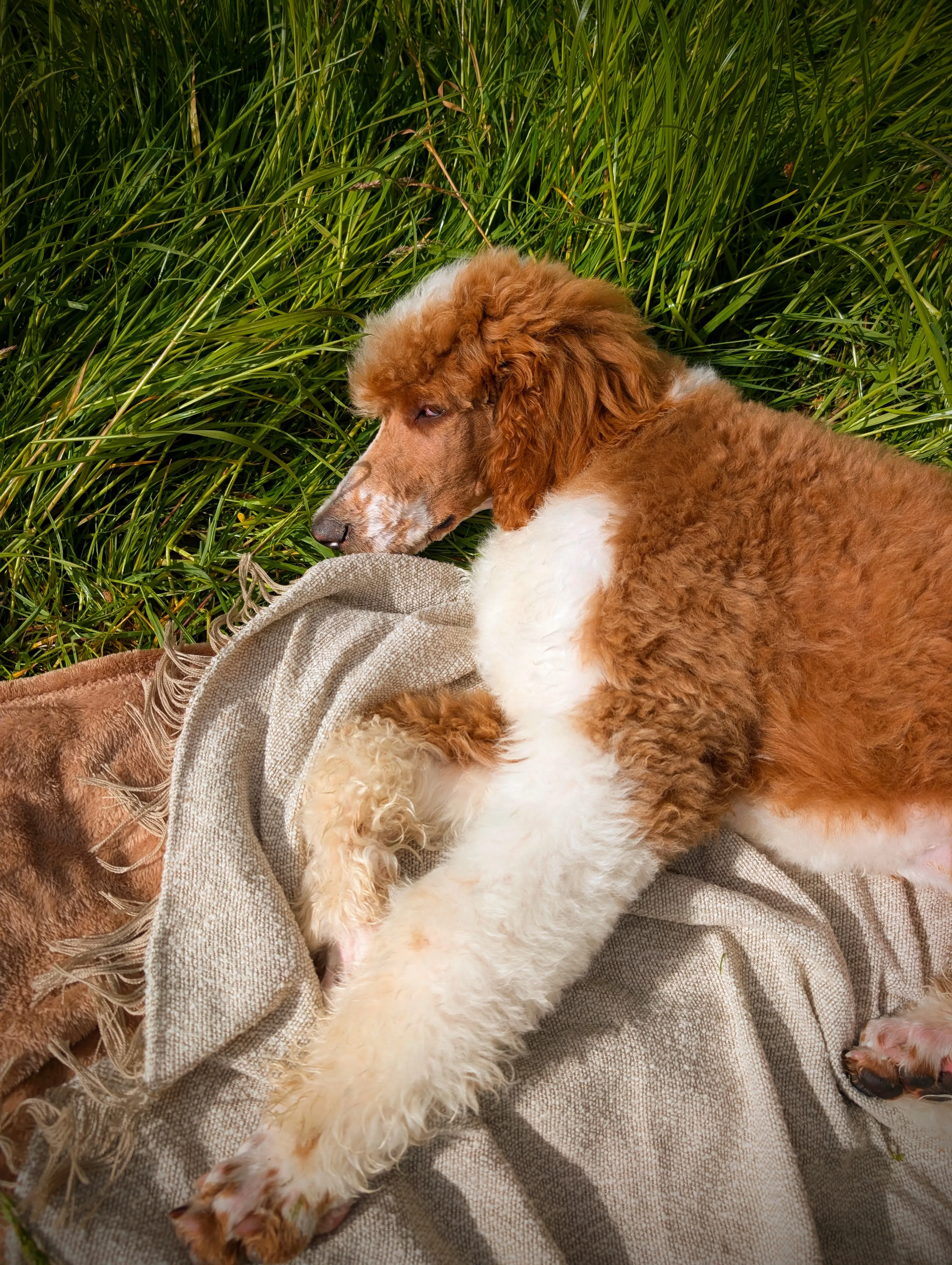 Sir Ludwig entspannt auf einer Decke im Gras